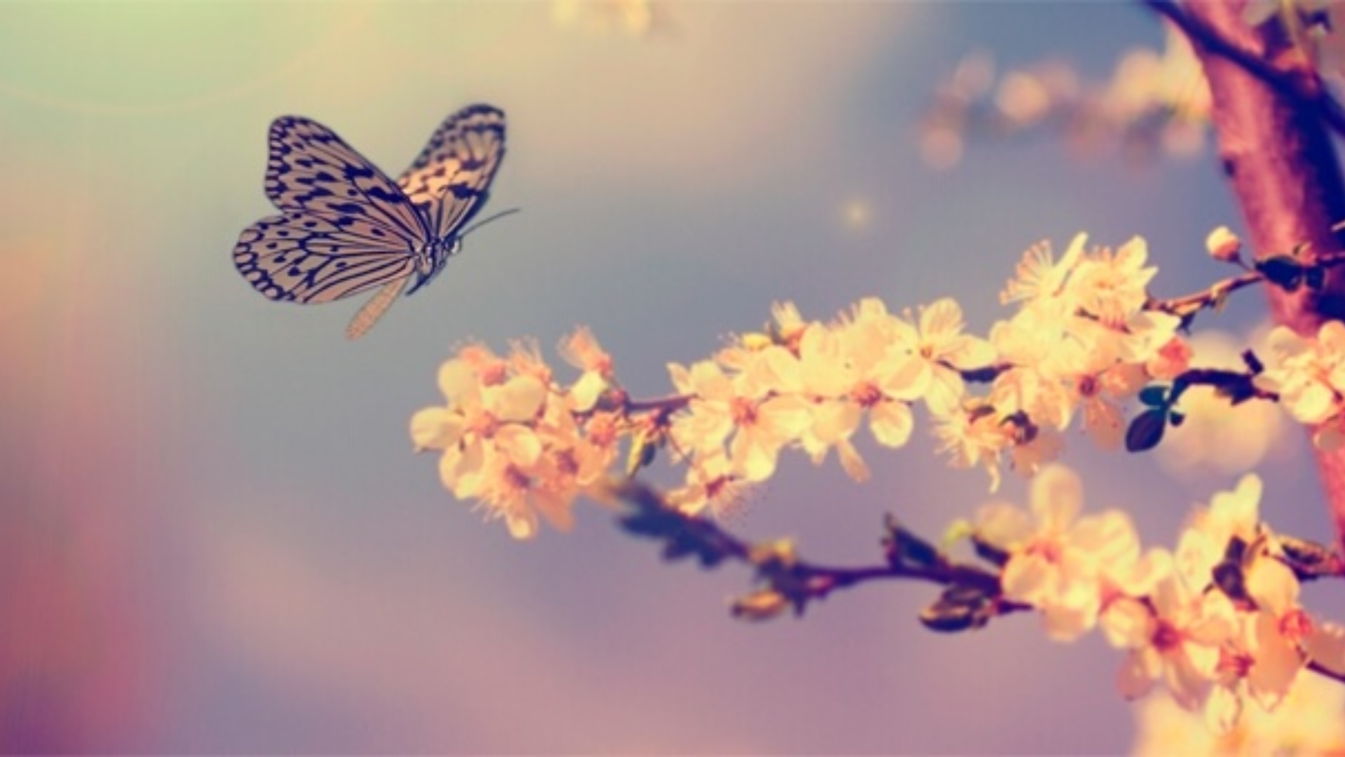 Scopri il potere curativo delle immagini