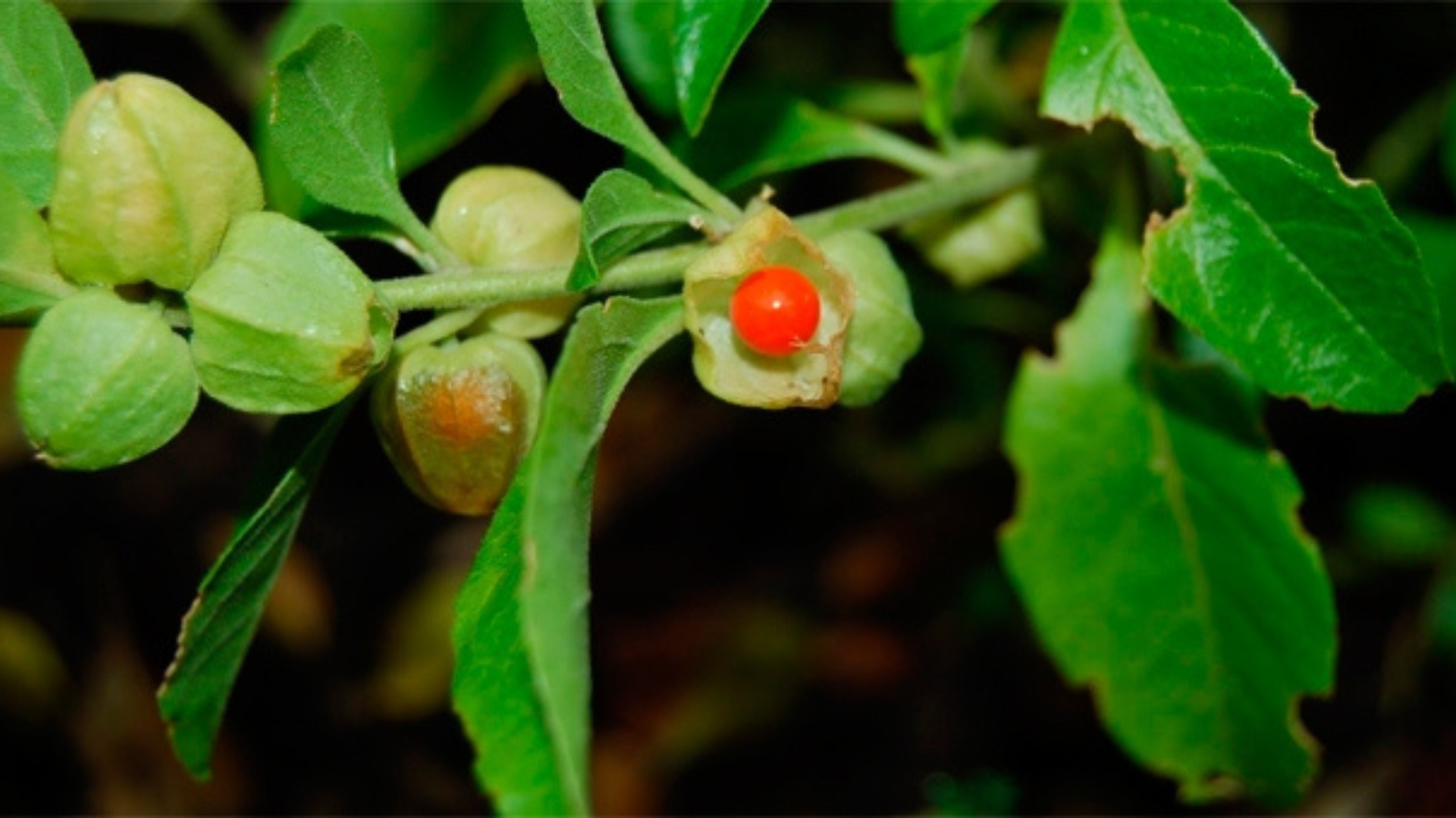 Energia a mille con la withania