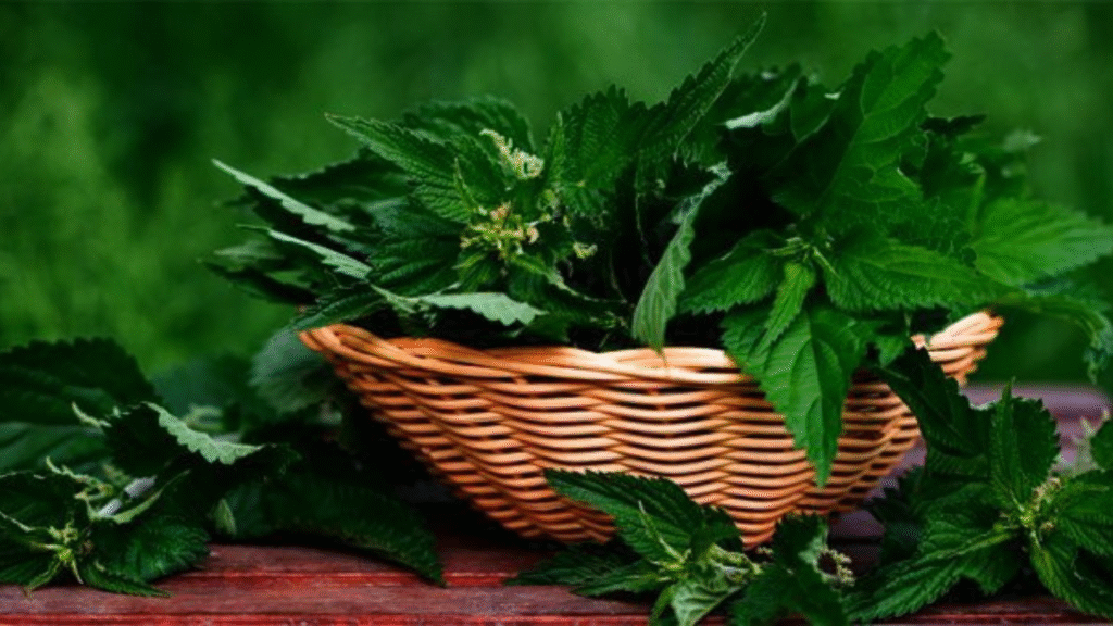 L'essenza di ortica è amica della tiroide