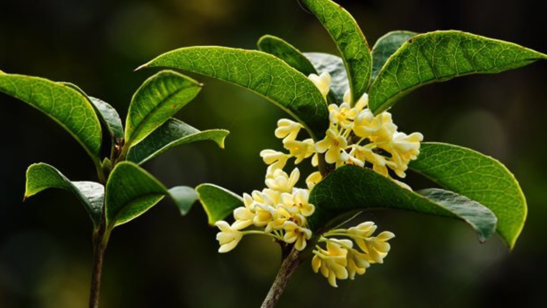 Osmanto, la sua fragranza mette di buonumore
