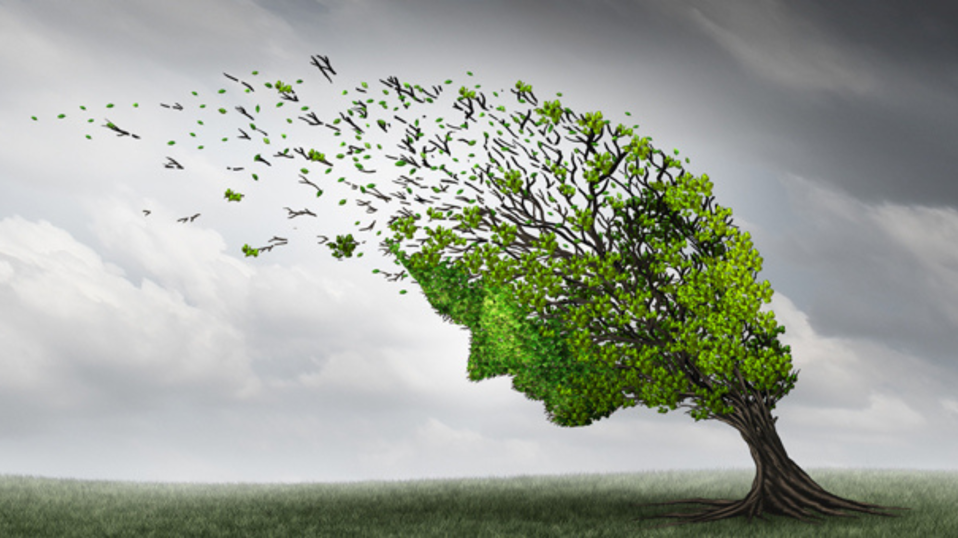 Sinusite: il rimedio naturale giusto è l’olio di niaouli