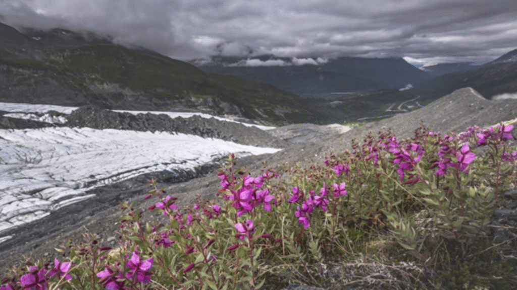 I fiori dell’alaska, ovvero la floriterapia del profondo