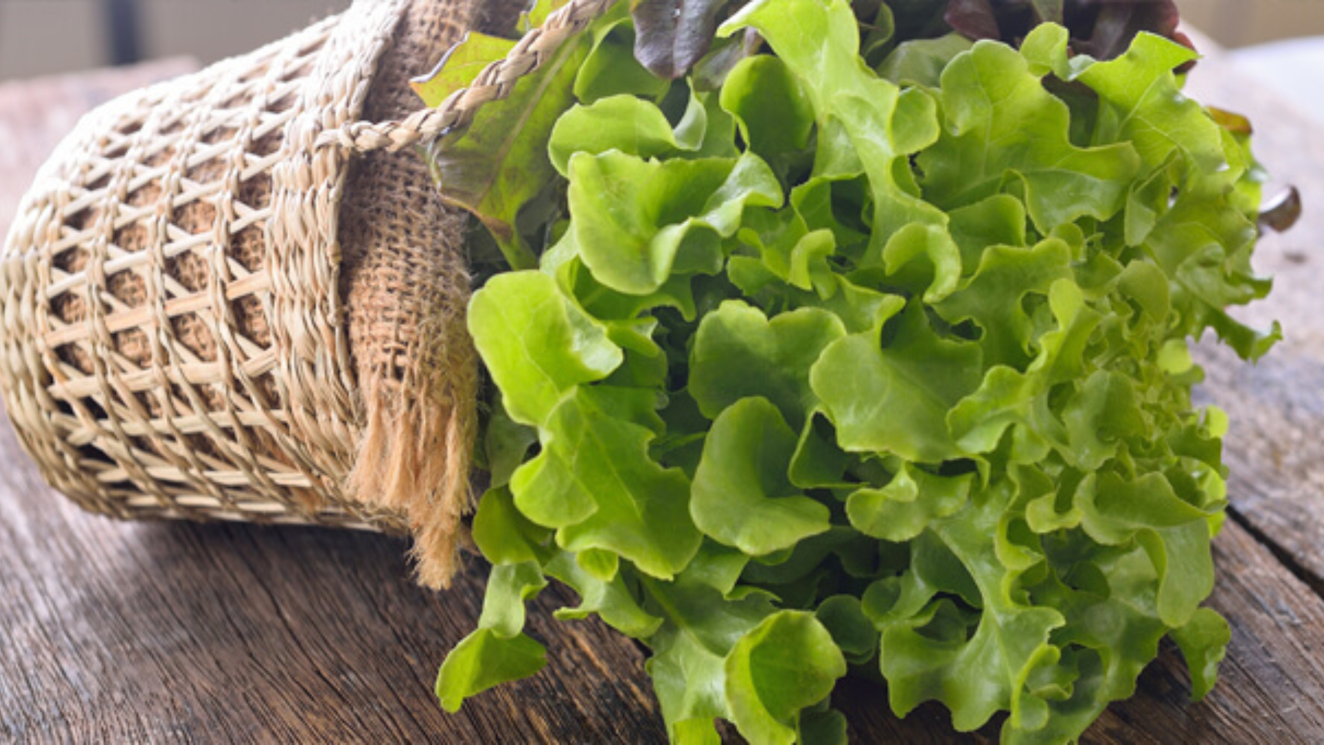 Lattuga: proprietà e benefici dell’insalata più famosa