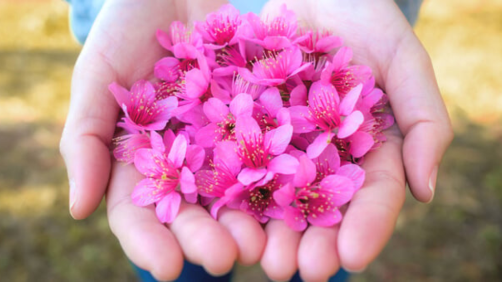 Per il tuo riequilibrio psicofisico, scegli i fiori himalayani