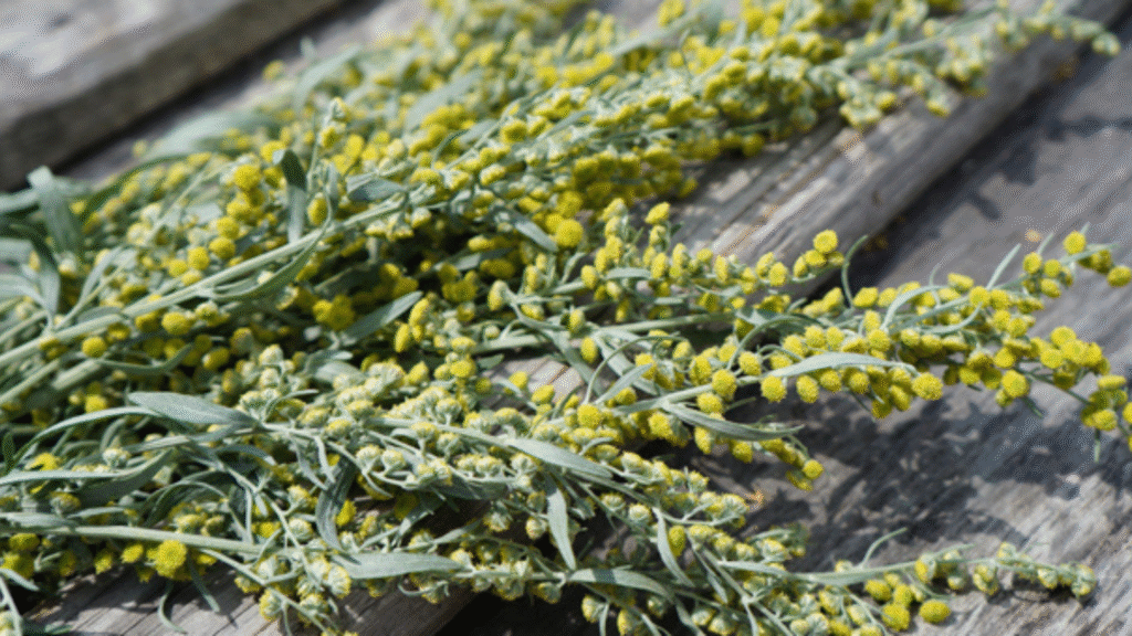 Artemisia, le sue proprietà aiutano digestione e ciclo
