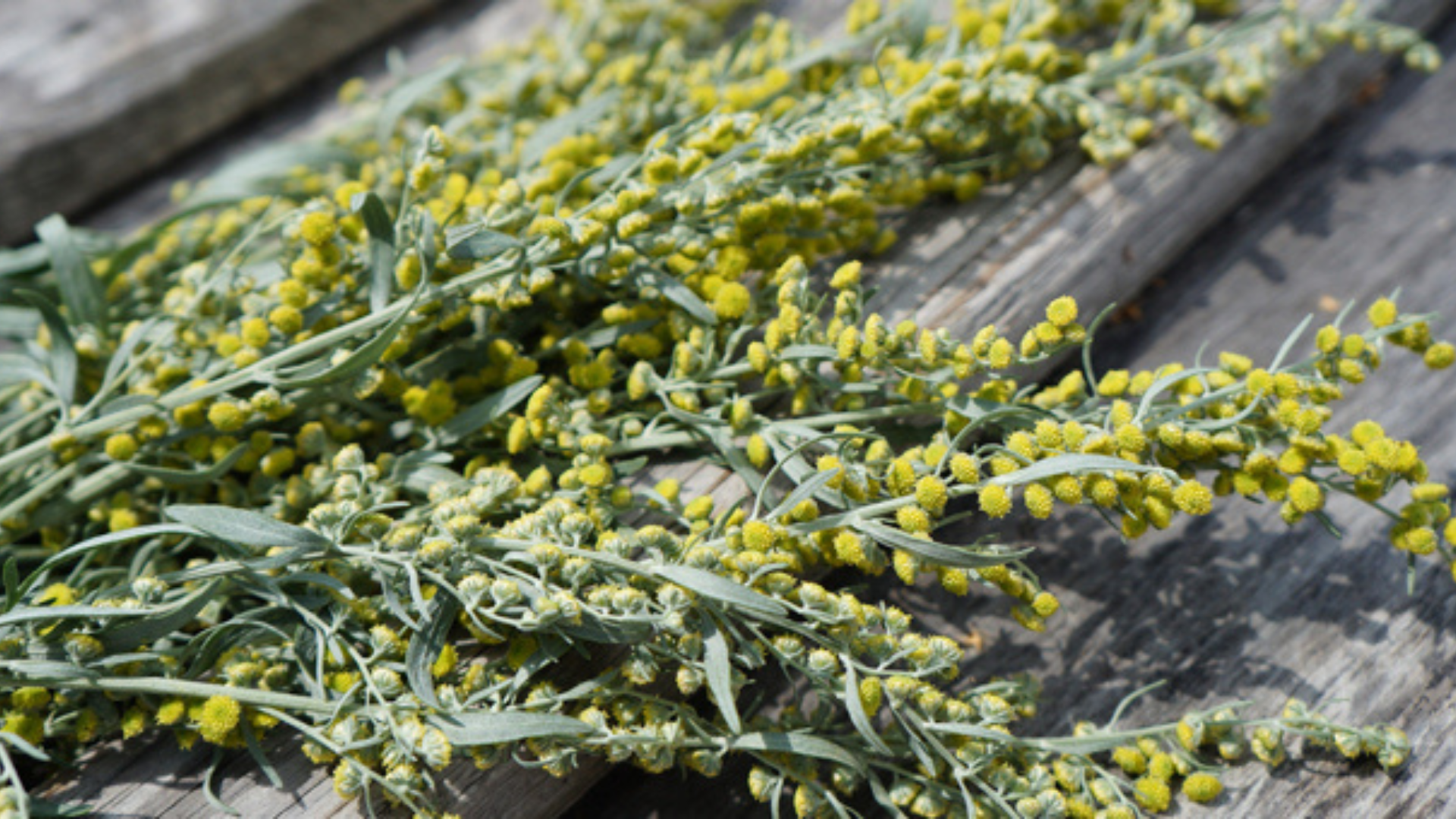 Artemisia, le sue proprietà aiutano digestione e ciclo