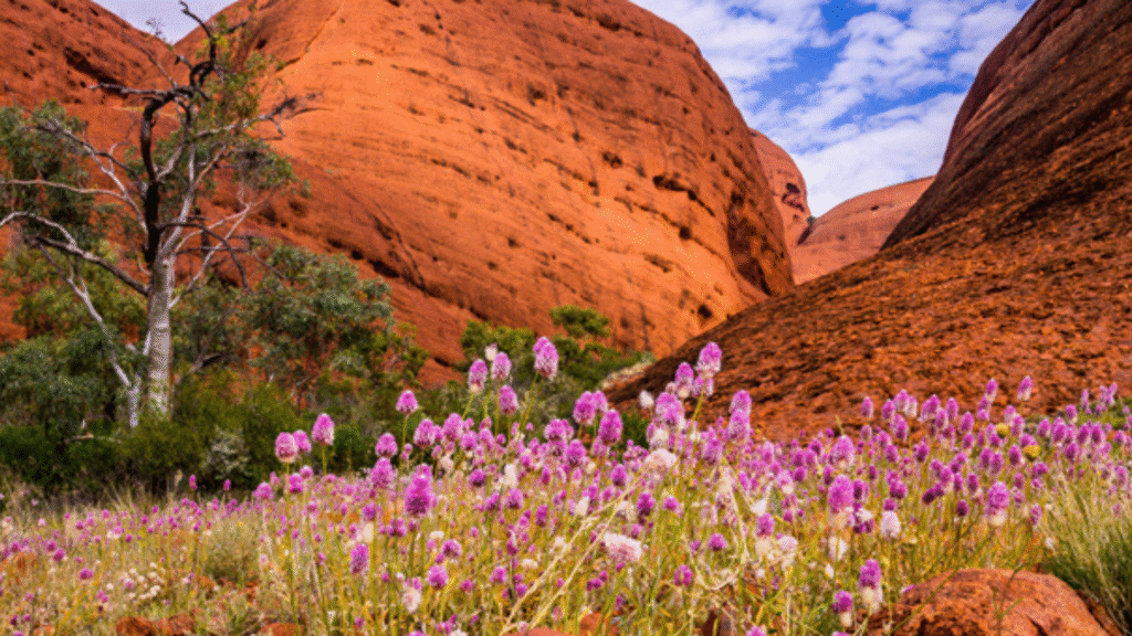 Contro traumi, stress e dolore prova i fiori australiani