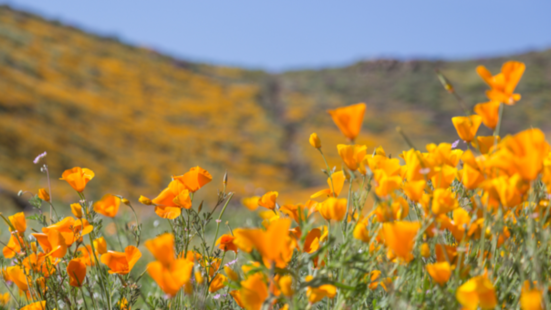 Fiori californiani: elenco e indicazioni per l’autostima e l’armonia dell’Io