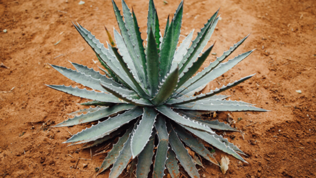 Agave: proprietà, principi attivi e modi d'uso