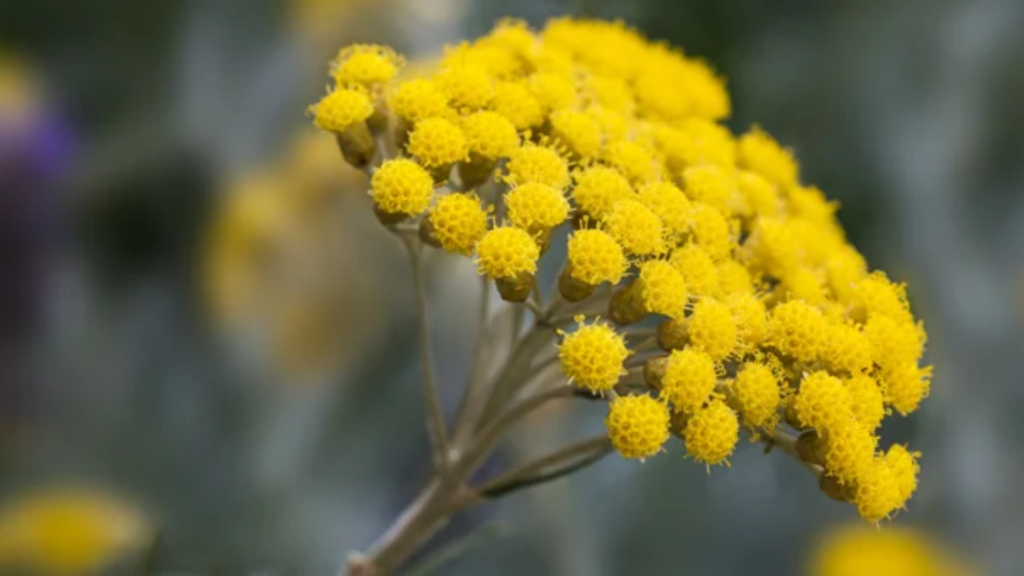 Elicriso: proprietà, benefici, tutti gli usi