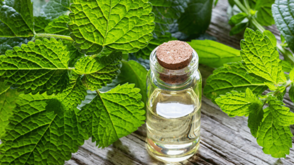 Melissa: proprietà, uso, controindicazioni