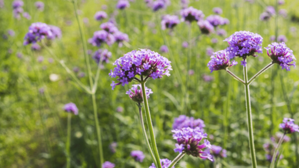 Verbena: proprietà, benefici, quando usarla