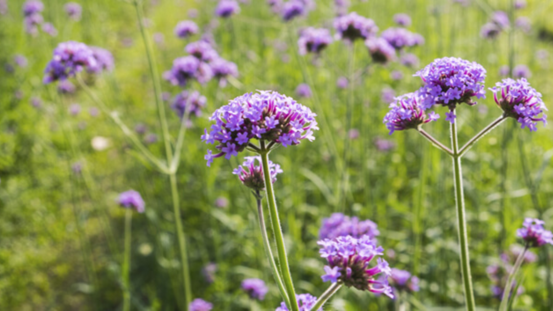 Verbena: proprietà, benefici, quando usarla