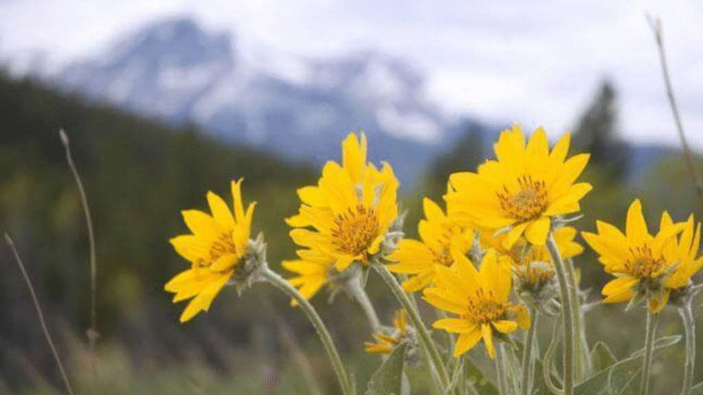 Se il gran caldo sfinisce, ti aiuta l'omeopatia