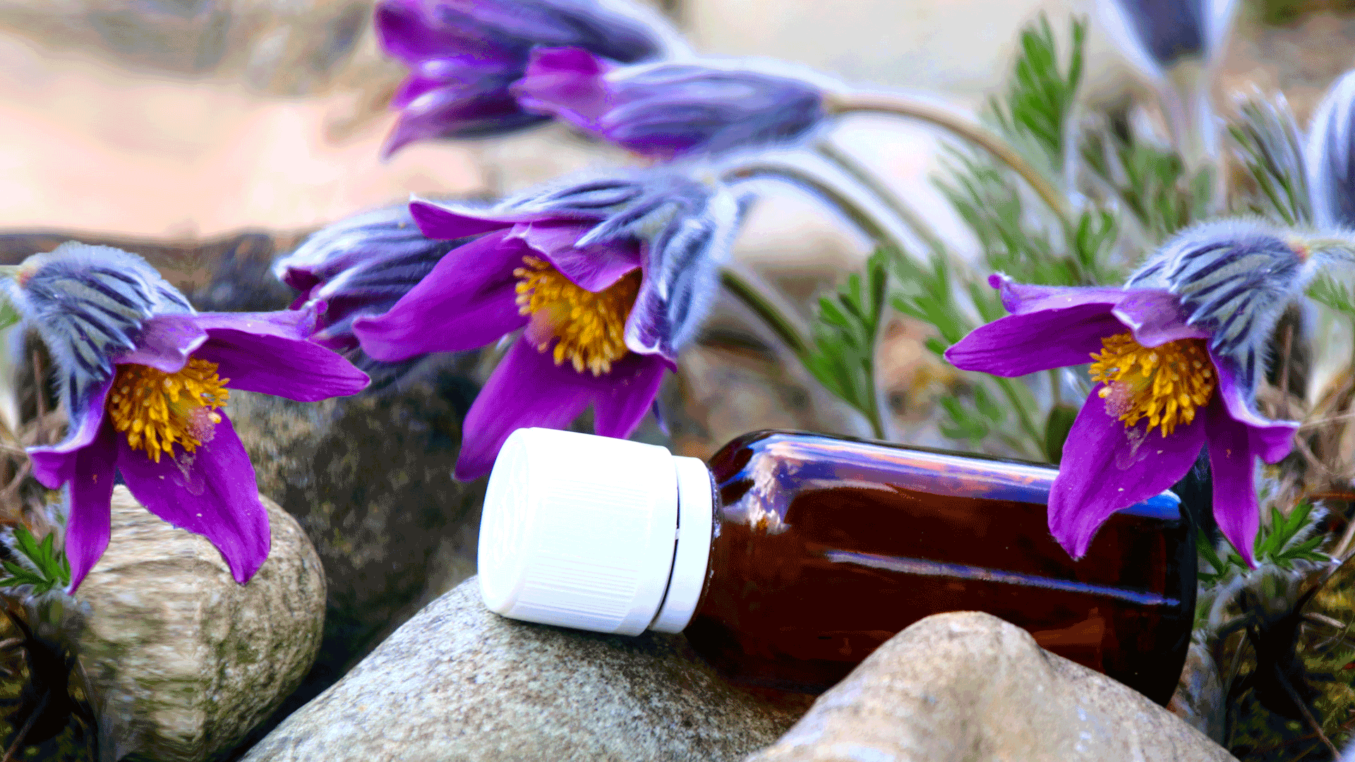 Pulsatilla omeopatia: cos’è, a cosa serve, usi e controindicazioni