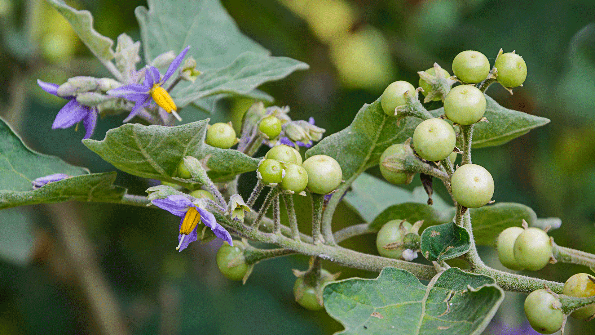 Belladonna omeopatia: cos’è, a cosa serve, controindicazioni