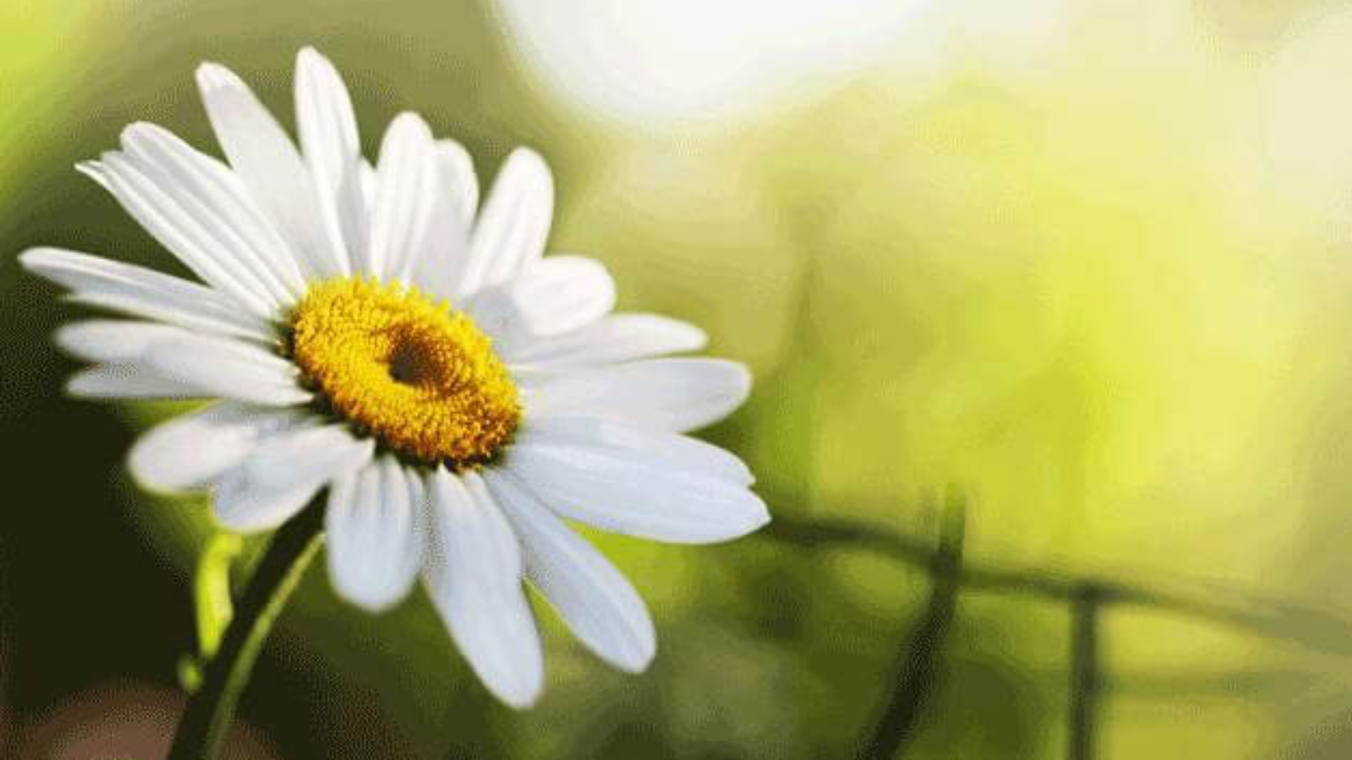 Candida e infezioni urinarie: i rimedi più efficaci