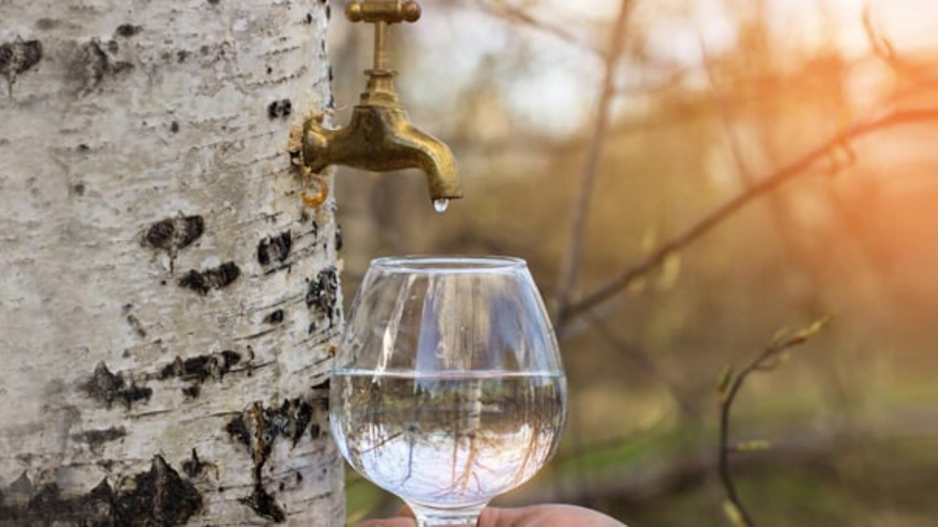 Linfa di betulla, proprietà e benefici