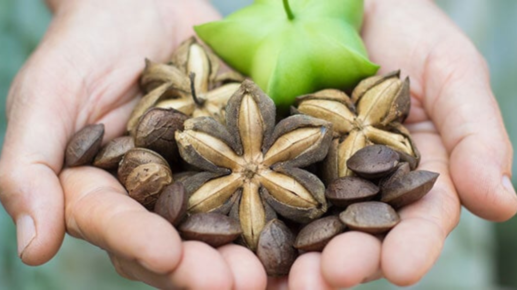 Spegni l'infiammazione cronica con l'olio di sacha inchi