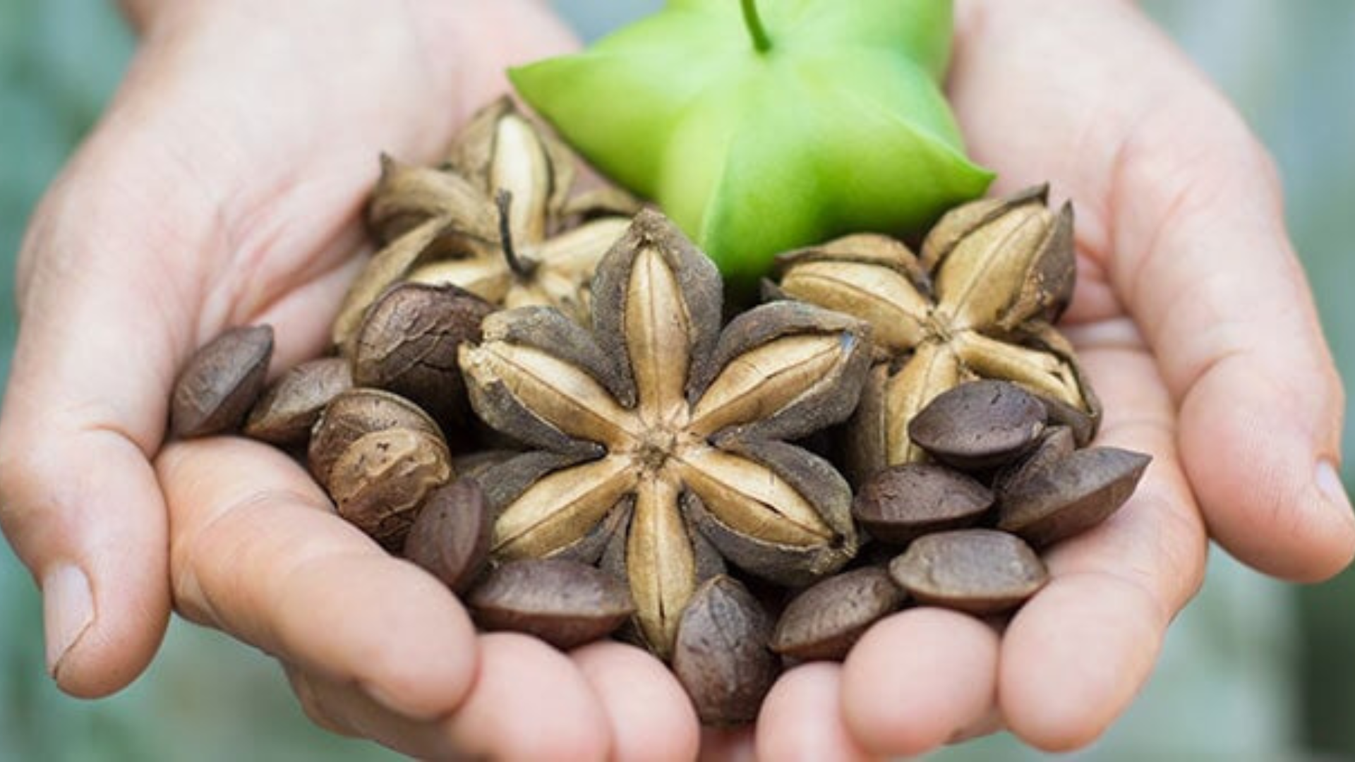 Spegni l’infiammazione cronica con l’olio di sacha inchi