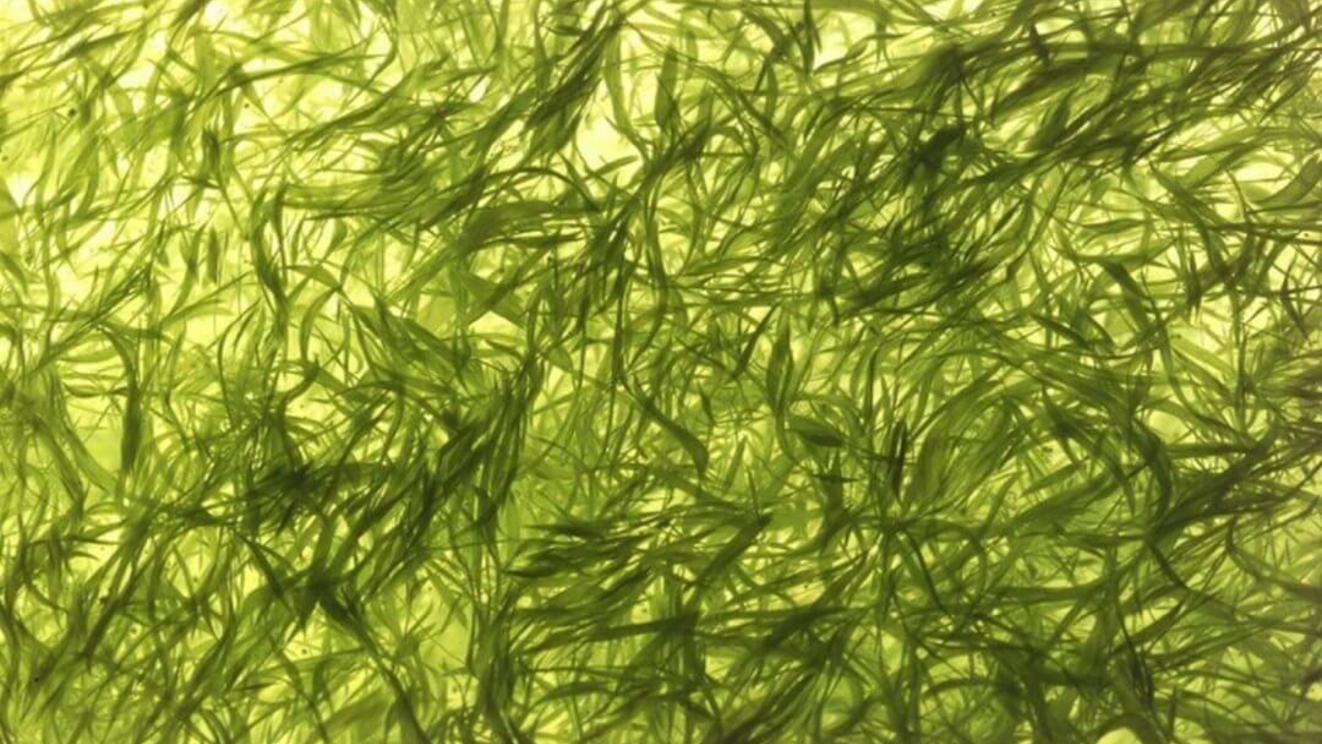 Alga Klamath: elisir per i tessuti deteriorati