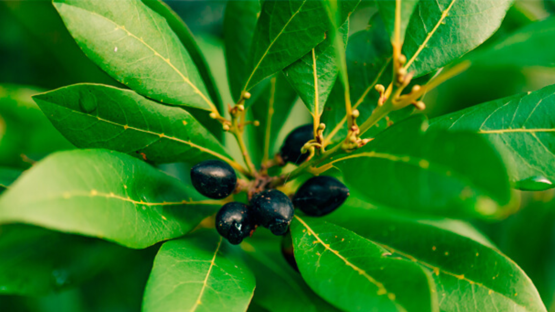 Alloro, l’alleato inaspettato del tuo stomaco