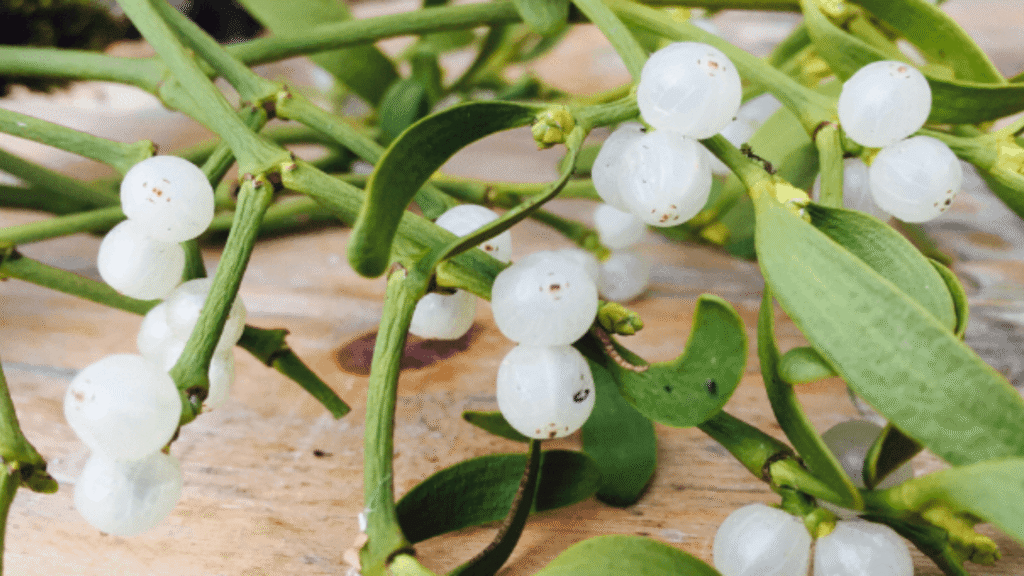 Vischio: proprietà, benefici e tutti gli usi