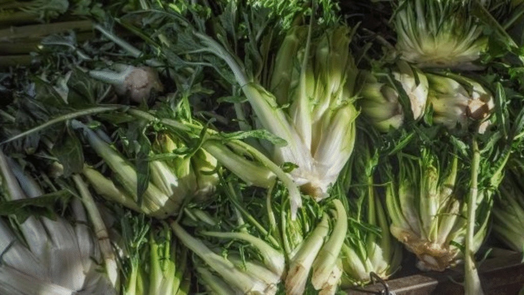 Riscopri le puntarelle, fegato e linea ringrazieranno