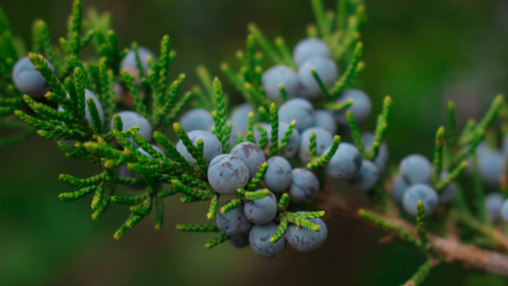 Trigliceridi alti: cause, sintomi e dieta per abbassarli