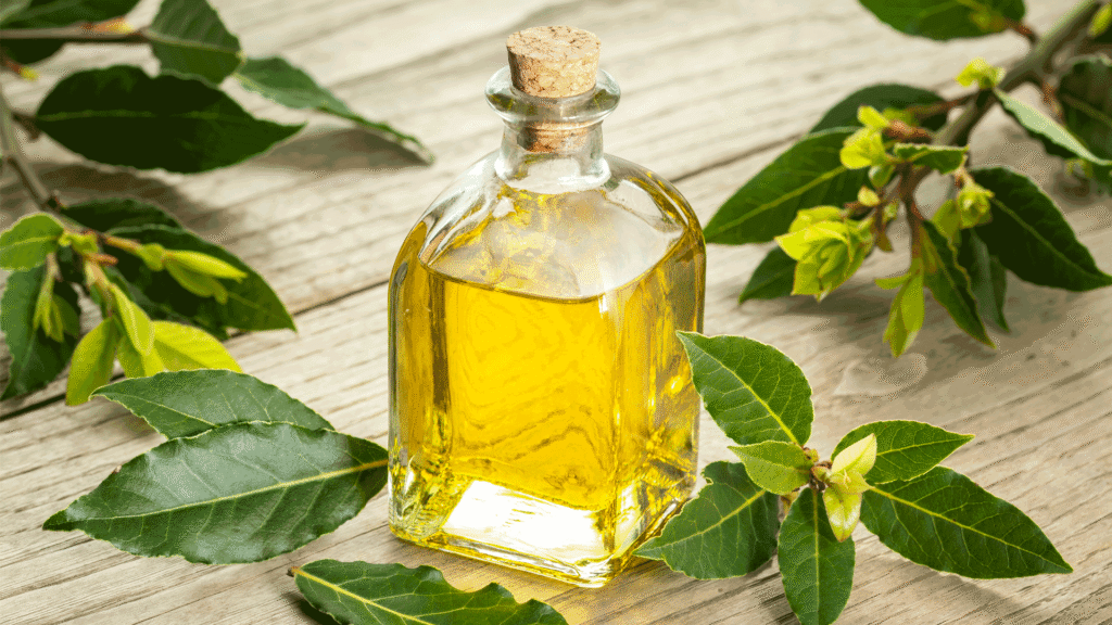 Alloro-in-infuso-decotto-o-oleolito-e-un-antidolorifico-naturale-e-aiuta-la-digestione