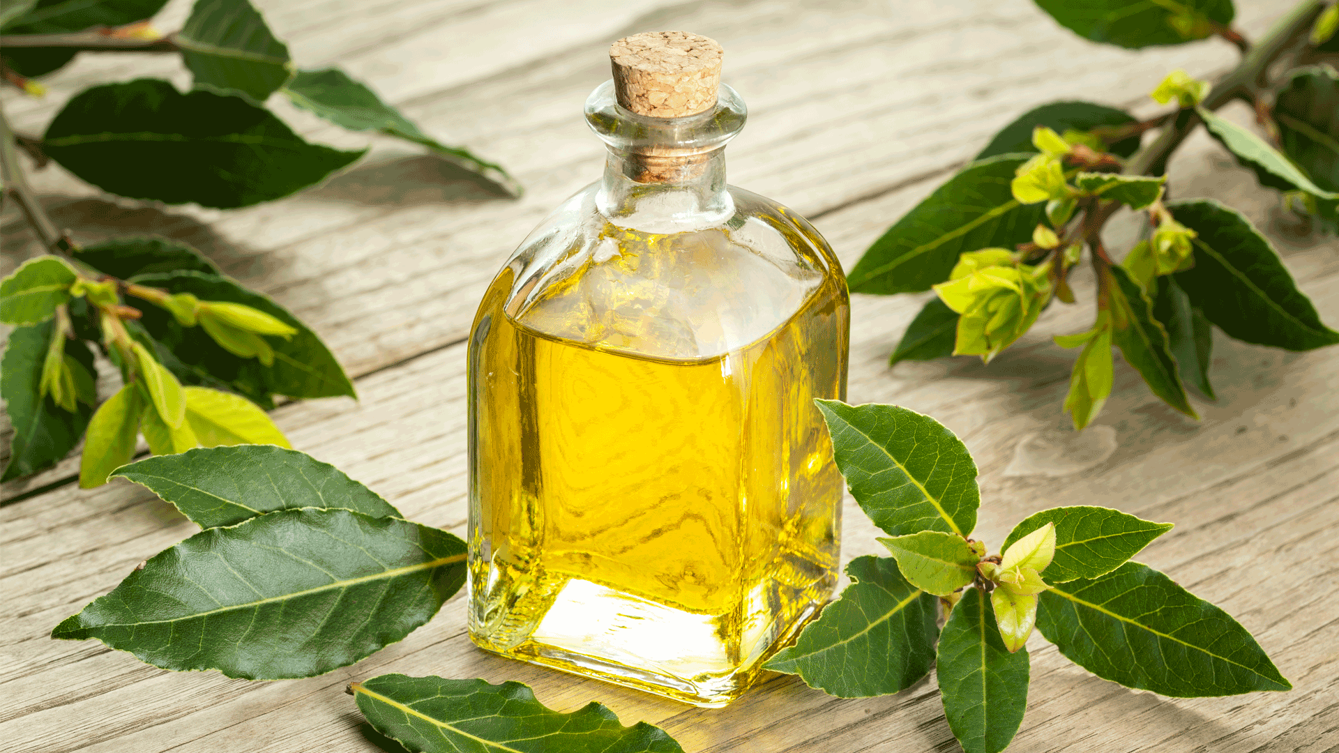 Alloro: ecco come sfruttare le sue virtù benefiche