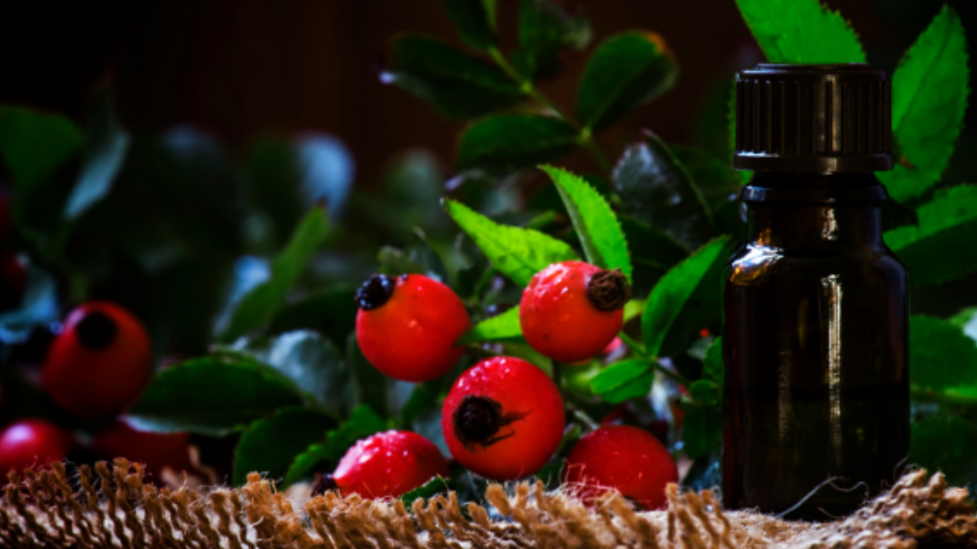 Rosa canina: le proprietà, i benefici e le controindicazioni