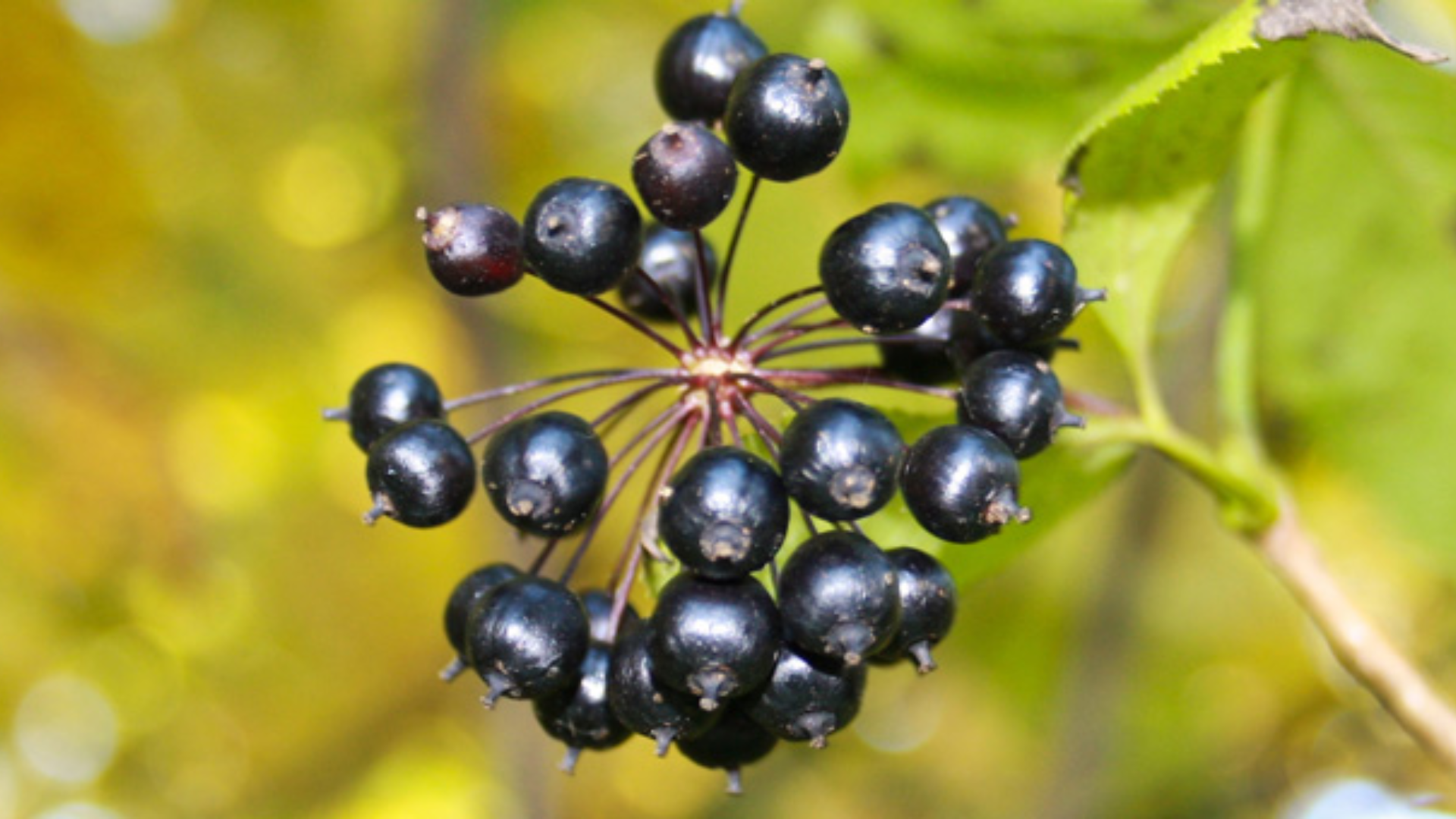 Eleuterococco: proprietà, modi d’uso e controindicazioni