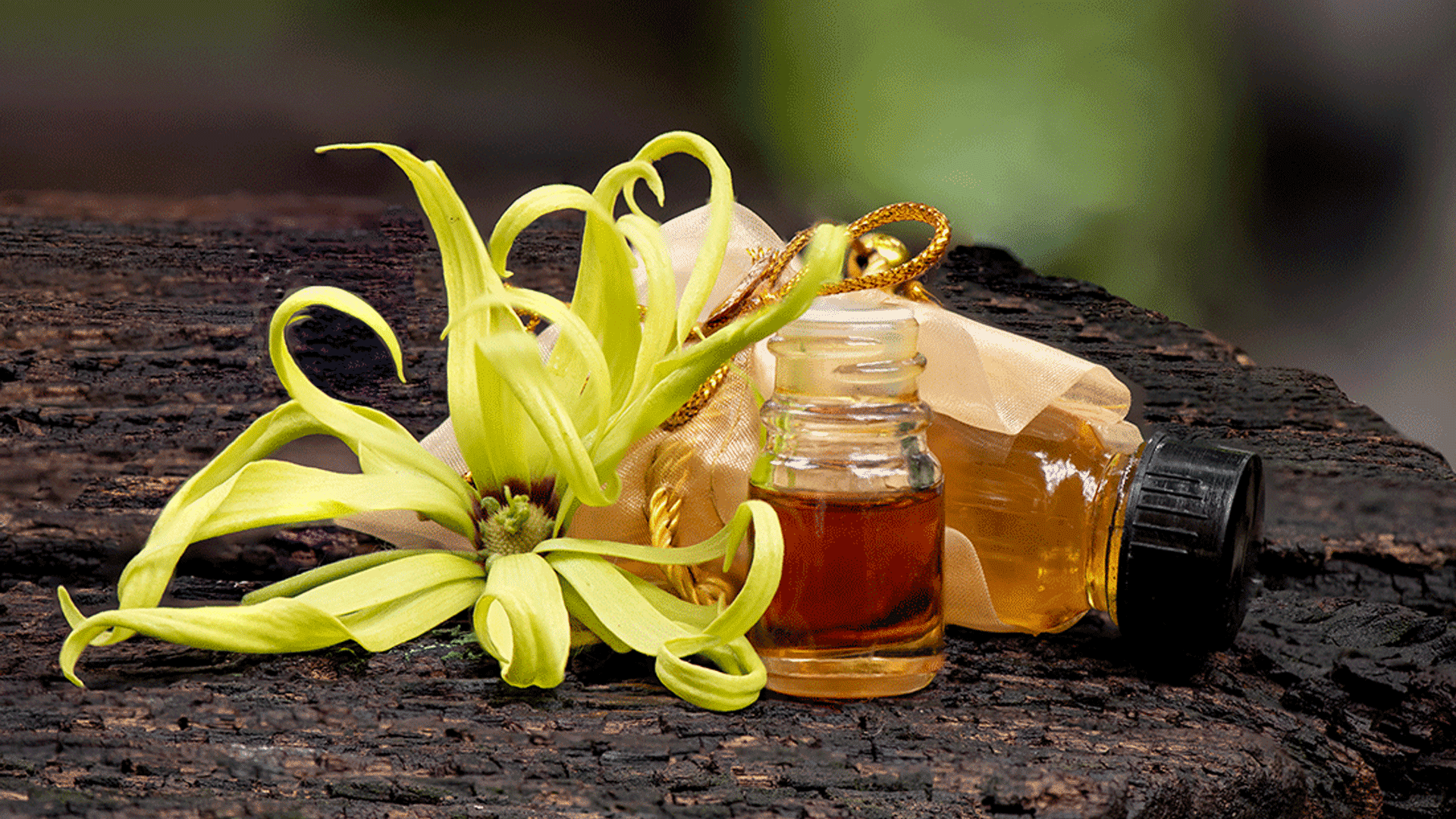 Olio essenziale di ylang ylang: caratteristiche, proprietà, modi d’uso