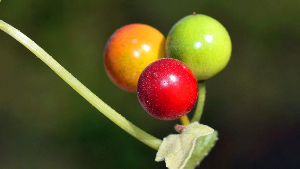 Bryonia in omeopatia: cos’è, a cosa serve, consigli d’uso