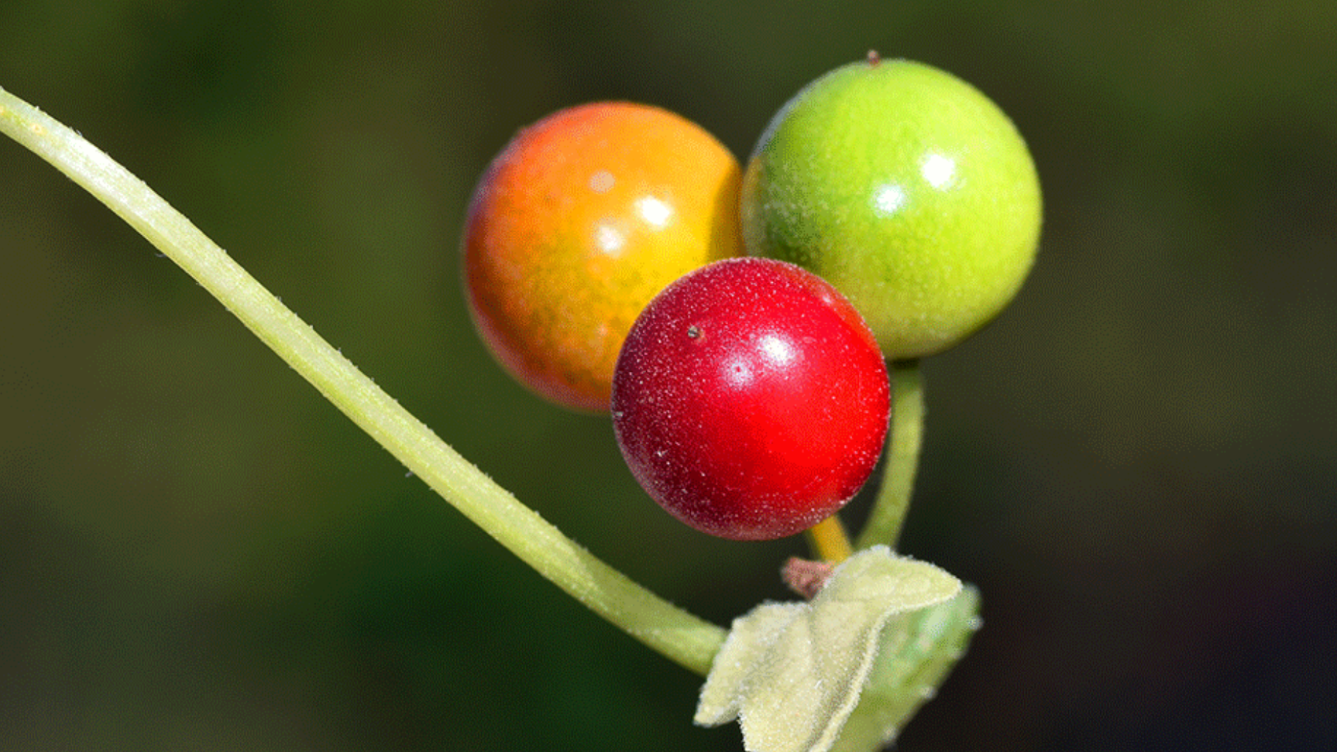 Bryonia in omeopatia: cos’è, a cosa serve, consigli d’uso