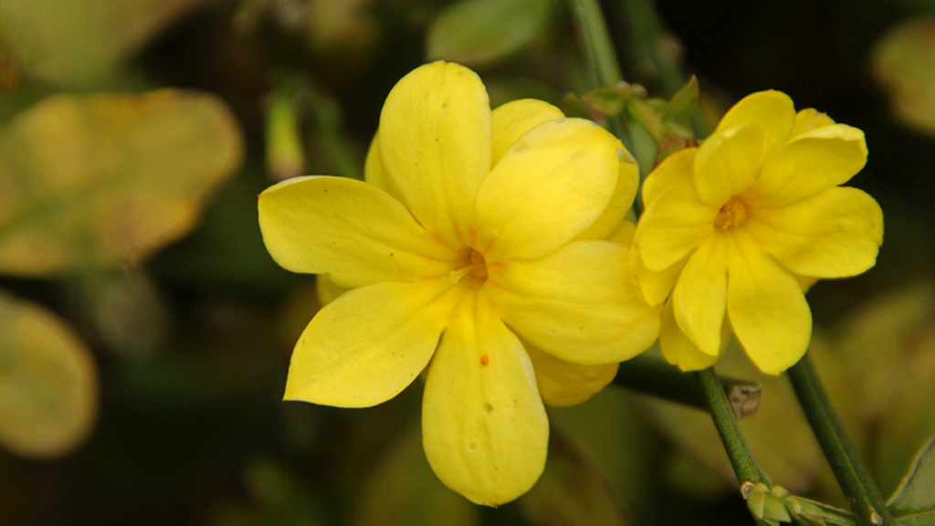 Gelsemium sempervirens in omeopatia: cos’è, a cosa serve, effetti collaterali