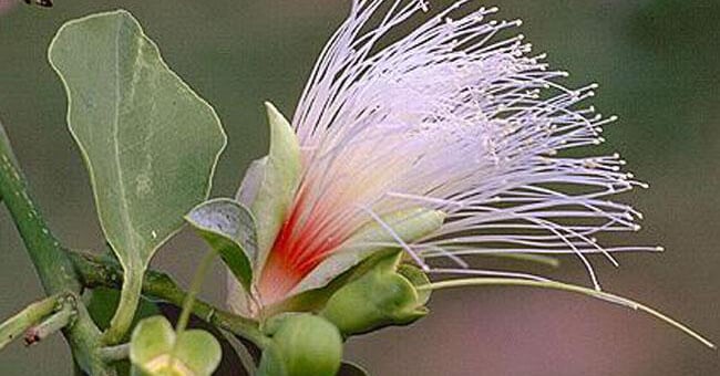 Billy goat plum: un fiore australiano per pelle e fegato