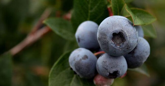 Con l'estratto di mirtilli in salvo i capillari degli occhi