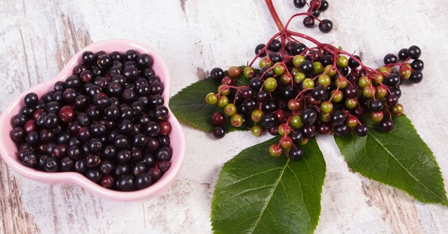 Sambuco, l'antinfiammatorio naturale che cura le vie respiratorie