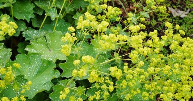 Alchemilla, il tuo antinfiammatorio naturale