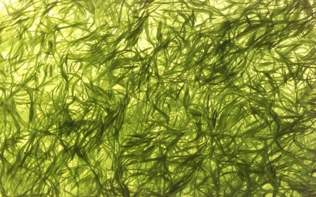 Alga klamath: elisir per i tessuti deteriorati