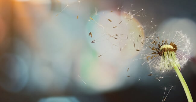 Allergie: conoscerle, prevenirle, combatterle