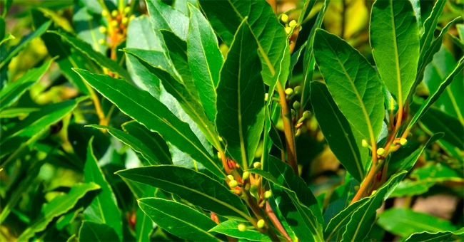 Alloro: l'arma segreta per sconfiggere acidità, colite e reflusso