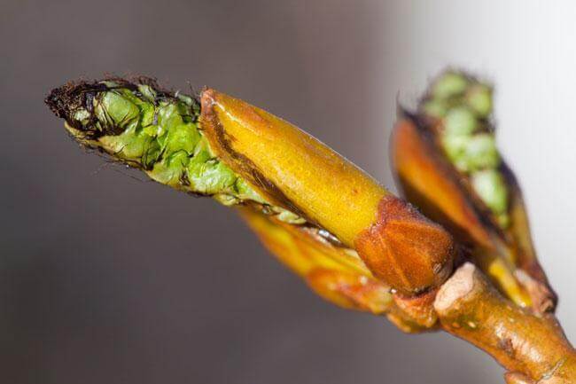 Ansiosa e agitata? Ti aiutano le gocce di aspen