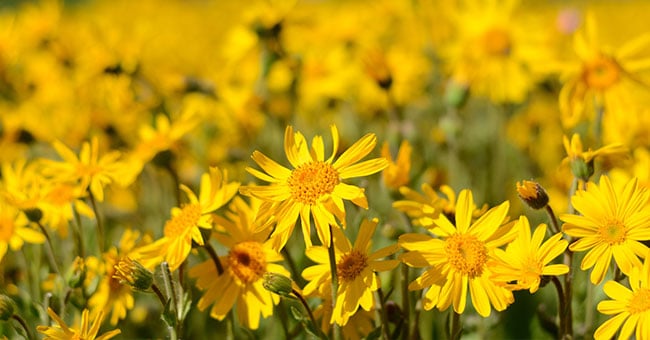 Arnica, il fiore estivo che spegne le infiammazioni