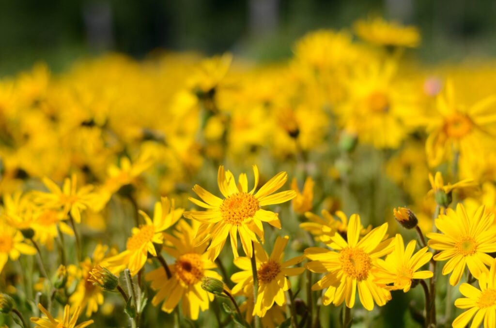 Arnica: proprietà, principi attivi e modi d'uso
