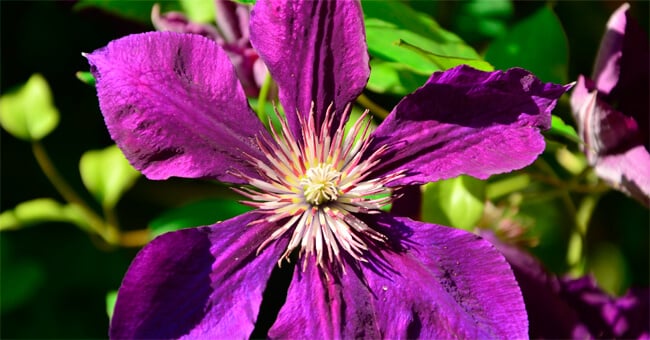 Artiglio del diavolo, il più potente antidolorifico naturale