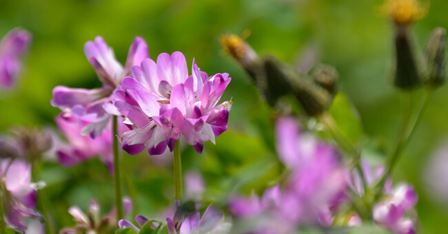 Astragalo: proprietà, benefici, quando utilizzarlo
