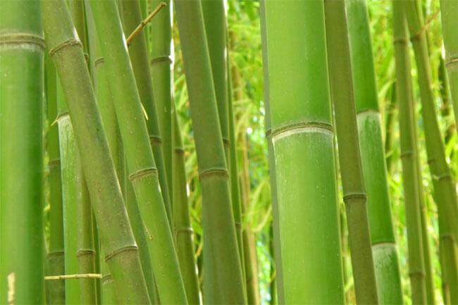 Bambù, un baluardo a difesa delle ossa